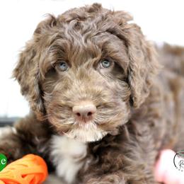 Mr Green - Liver and white male Springerdoodle puppy in Kendall, New York from Family Raised Doodles