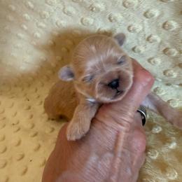 Reed - Cream and white male Shih Tzu puppy in Success, Missouri from Sweet Success