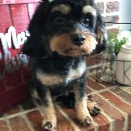 Cavalier King Charles Spaniels and Cavapoos from Lava Ridge Cavaliers