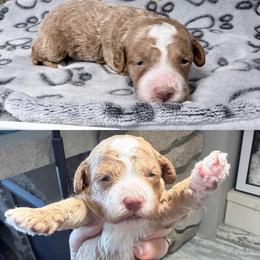 Gnocchi - Cream female Cockapoo puppy in Clarks Summit, Pennsylvania from M&M Cockapoos