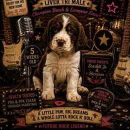 Bowie - Liver white and tan male English Springer Spaniel puppy in Cookeville, Tennessee from Krossroads Kennel
