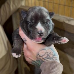 Girl 1 - Agouti and white female Siberian Husky puppy in Iron River, Wisconsin from Wiemeri Siberians