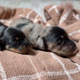 Dachshunds from Beachside Doxies