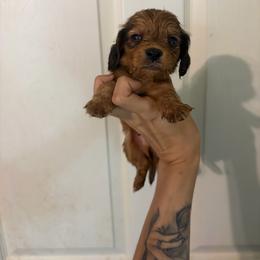 Barney - Red male Dachshund puppy in Conroe, Texas from Dots Dachshunds