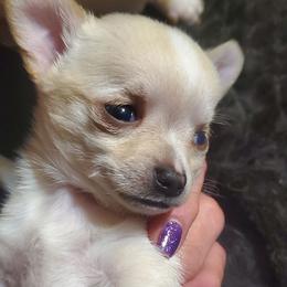Boy 1 - Cream and white male Chihuahua puppy in Oklahoma City, Oklahoma from Teacup Chihuahuas and Friends