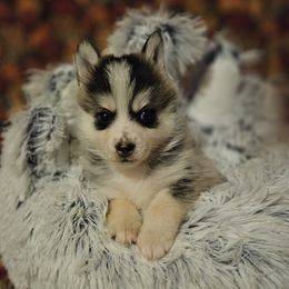 JC - Wolf sable Pomsky puppy in Stover, Missouri from Lx2 County Line Pomskis
