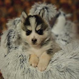 JC - Wolf sable Pomsky puppy in Stover, Missouri from Lx2 County Line Pomskis