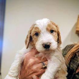 Bernedoodle puppies from Ten Acre Wood Doodles