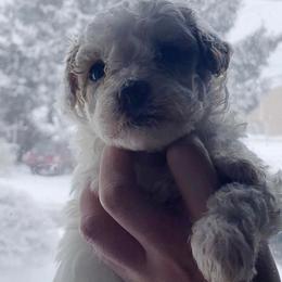 Stormy - Parti male Goldendoodle puppy in Cumberland, Rhode Island from minigoldendoodlesofRI