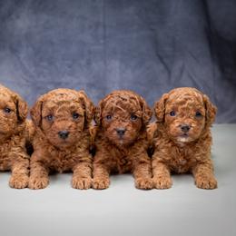 Poodle puppies from Miami Toy Poodles