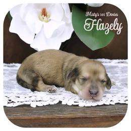 HAZELY - AKC Registered - Cream female Dachshund puppy in Graceville, Florida from Misty's 101 Doxies