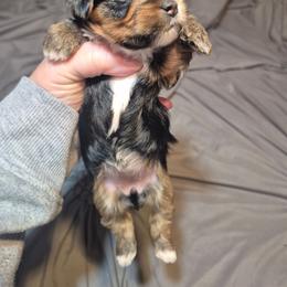 Baby girl 1 - Black and tan female Yorkshire Terrier puppy in Seneca, South Carolina from Lee's Puppies