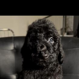 Silent Night - Black male Poodle puppy in Corona, California from Garden Of Poodles