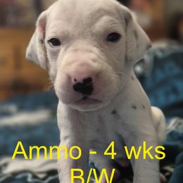 Ammo - White and liver brown Dalmatian puppy in Sylvania, Georgia from Dipping Dot Dalmatians