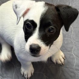 Female 5 - Black and white female Jack Russell Terrier puppy in Williston, Florida from CP FARMS BORDER COLLIES N JACKS CORP