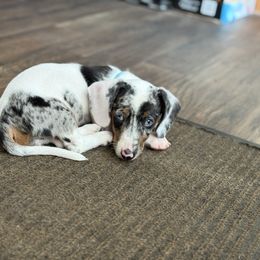 Dapple pie F2 - Dapple female Dachshund puppy in Madison, Wisconsin from SK Dashing  Dachshunds