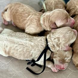 Aqua collar - Apricot female Labradoodle puppy in Mechanicville, New York from Deuce's Doodles