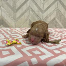 Sunny - Red  female Goldendoodle puppy in Camden, North Carolina from Oopsie Doodles of NC
