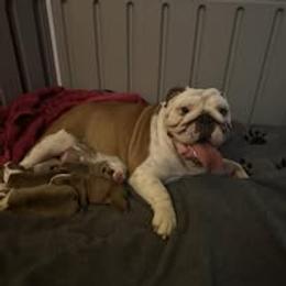 Bulldog Puppies from Bullgodz English Bulldogs