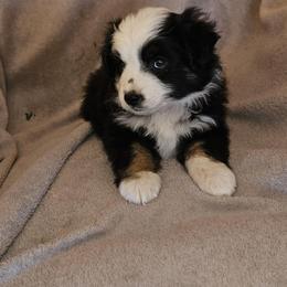 Girl 4 - Black tri-color female Australian Shepherd puppy in Kingman, Arizona from Waggin Bow Mini Aussies