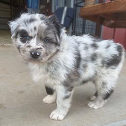 Smurf - Blue merle male Australian Shepherd puppy in Wichita Falls, Texas from Spotted Mule Aussies