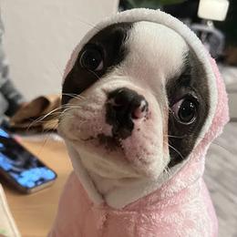 Boston Terrier Puppies from Bethelbreeders