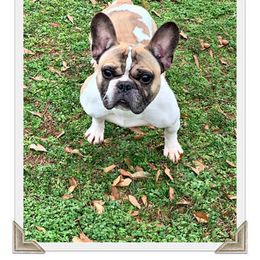 Jack - French Bulldog