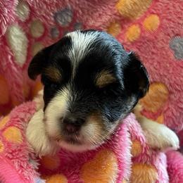 Patsy AKC - Black tan and white female Biewer Terrier puppy in Osteen, Florida from Moonshadow Biewer Terriers