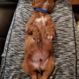 Goldendoodle and Poodle Puppies from Southern Hunters Standards