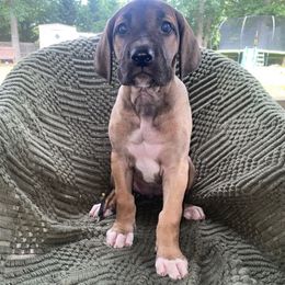 Rahab ( Blue collar ) - Fawn female Great Dane puppy in Spartanburg, South Carolina from Pawlmetto Danes