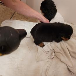 Rottweiler Puppies from Von Nuffosttor Rottweilers