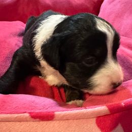 Girl 1 - Black tri female Toy Australian Shepherd puppy in Norwood, Massachusetts from Loyal Litters Toy Australian Shepherds