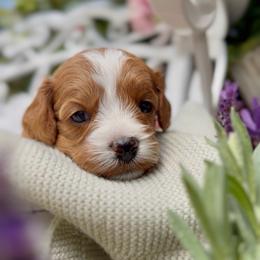 Ireland - Apricot female Cavapoo puppy in Arlington, Texas from Van Haselen Poodles and Doodles