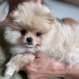 Zina - Cream female Pomeranian puppy in Colton, Oregon from Shelli’s Pampered Poms