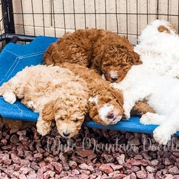 Double Doodle, Labradoodle, and Sheepadoodle Puppies from Mule Mountain Doodles