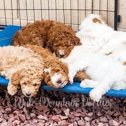 Double Doodle, Labradoodle, and Sheepadoodle Puppies from Mule Mountain Doodles