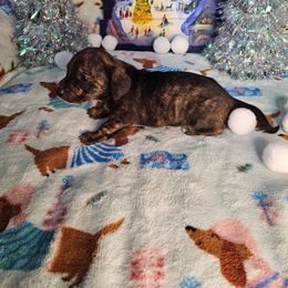 Winter - Brindle female Dachshund puppy in Cardington, Ohio from A & J Miniature Dachshunds & Bulldogs