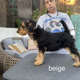 Airedale Terrier Puppies from Mar Vista