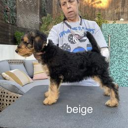 Airedale Terrier Puppies from Mar Vista