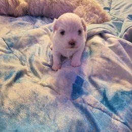 Ozzie - White male Maltese puppy in Walker County, Georgia from Heltons Little Gems