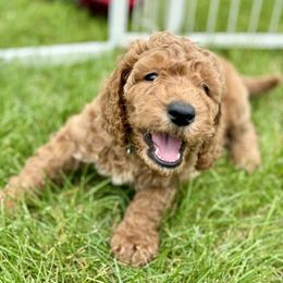 Goldendoodle Puppies from Puppy Love