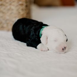 Flipper - Black and white male Sheepadoodle puppy in Patterson, California from Dooling Doodles