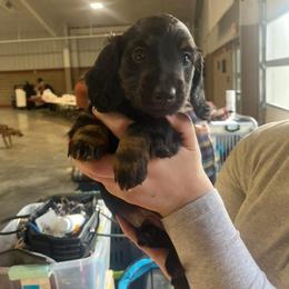 Dachshund Puppies from Howard Hounds