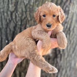 Snoopy (Green Collar) - Red  male Goldendoodle puppy in Bay City, Texas from Charming Doods