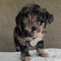 Female Six - Black & tan female Maltipoo puppy in Chariton, Iowa from Mia Lucky Home