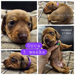 Dachshund Puppies from Wayward Home Dachshunds