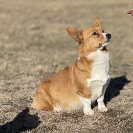 Miley - Pembroke Welsh Corgi