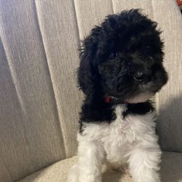 Poodle Puppies from Simplicity Poodles
