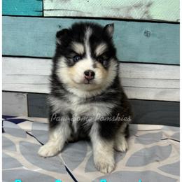 Carlo - Black and white male Pomsky puppy in Krum, Texas from Paw-Some Pomskies