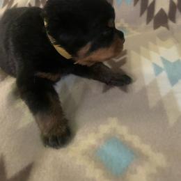 Boy 6 - Black and rust male Rottweiler puppy in Detroit, Michigan from Rottweiler Land